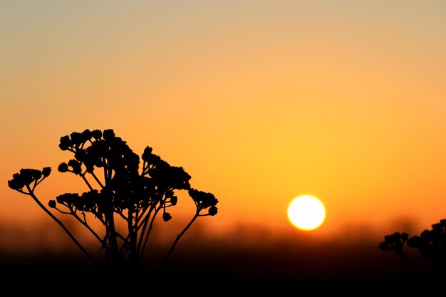 Silhouette de plantes contre le ciel au coucher du soleil