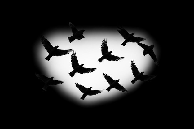 Photo silhouette d'un troupeau d'oiseaux sur un fond blanc