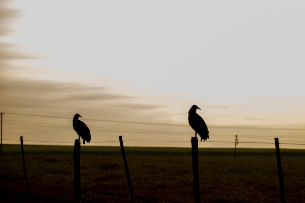 Silhouette De Vautours Sur Le Terrain Au Coucher Du Soleil.