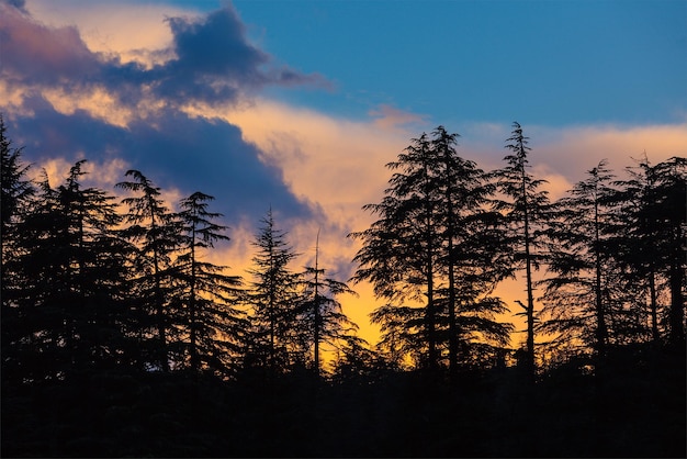 Silhouettes d'arbres au coucher du soleil