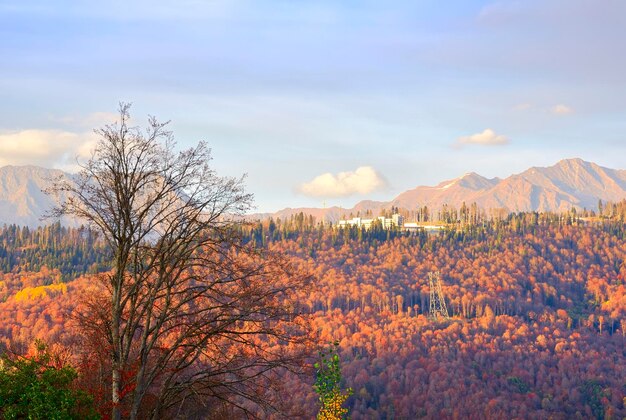 Silhouettes d'arbres d'automne sur fond de montagnes dorées le complexe olympique Laura