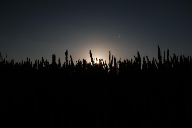 Photo des silhouettes d'arbres sur un ciel clair la nuit