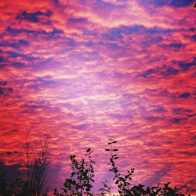 Des silhouettes d'arbres sur un ciel nuageux au coucher du soleil