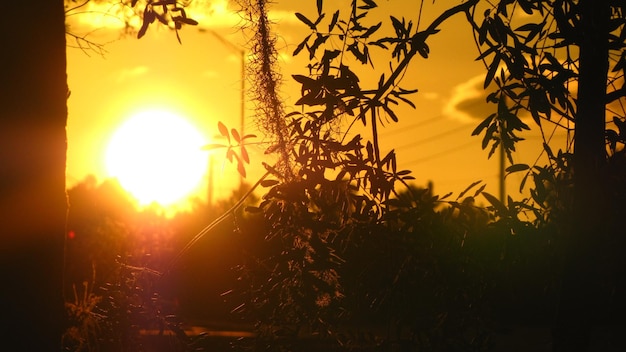 Photo silhouettes d'arbres contre le ciel au coucher du soleil