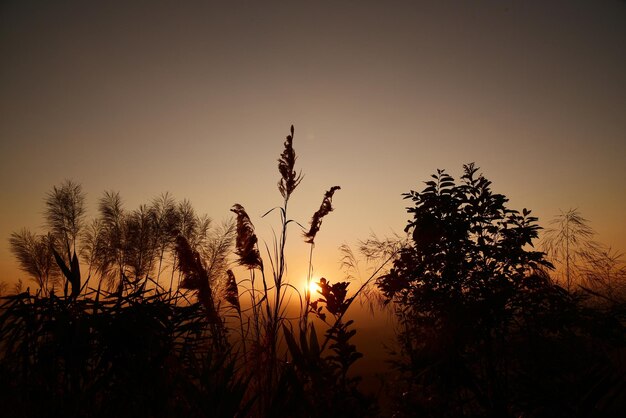 Silhouettes d'arbres contre le ciel au coucher du soleil