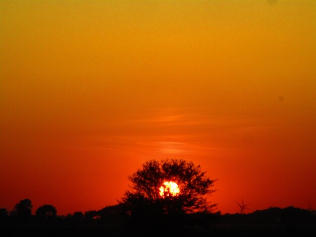 Photo des silhouettes d'arbres contre un ciel orange au coucher du soleil