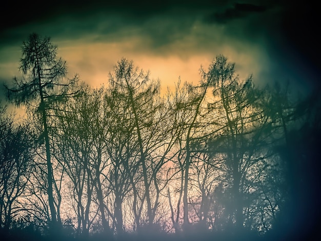 Photo des silhouettes d'arbres forestiers contre le coucher de soleil