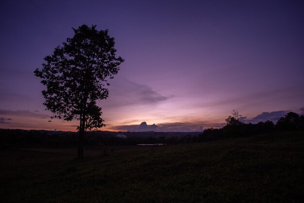 Silhouettes d'arbres sur les prés avec coucher de soleil et fond de nuages