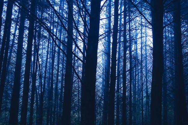 Silhouettes contrastées d'arbre de matin dans une forêt brumeuse