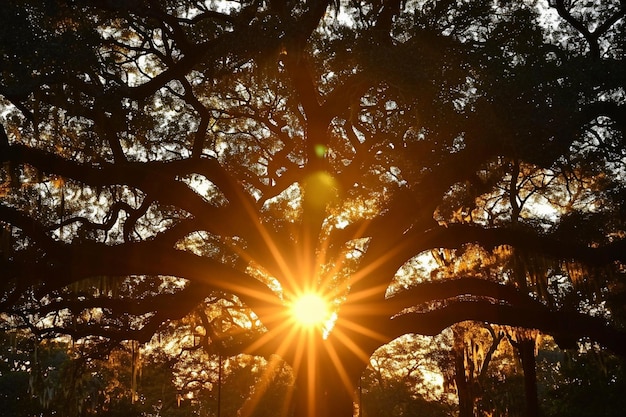 Silhouettes de coucher de soleil de savane