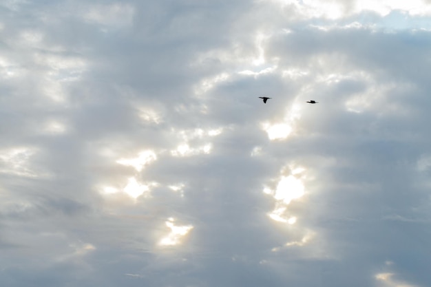 Silhouettes de deux oiseaux grues aux ailes ouvertes sur un ciel bleu avec des nuages blancs