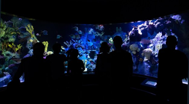 Photo des silhouettes de familles regardant des poissons d'aquarium