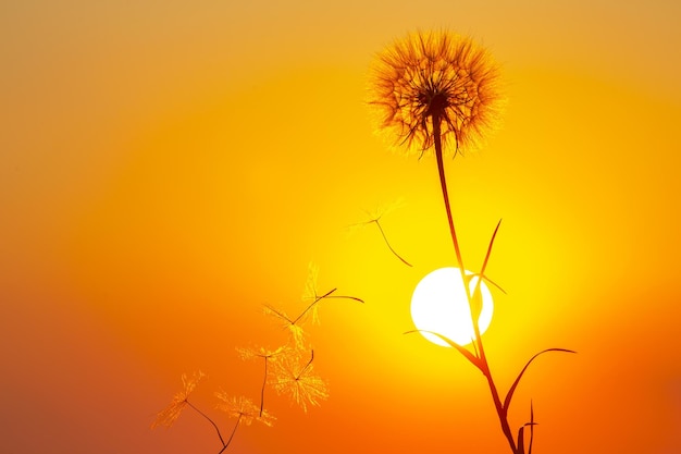 Silhouettes de graines de pissenlit volantes sur fond de ciel coucher de soleil et de soleil Nature et botanique des fleurs