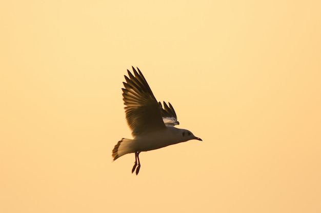 Photo silhouettes de mouettes volant au-dessus du coucher de soleil. , avec une belle orange