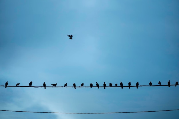 Silhouettes d'oiseaux assis sur des fils sur ciel bleu