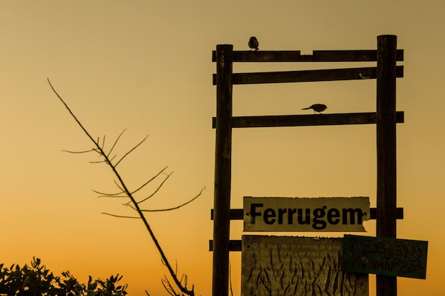 Silhouettes d'oiseaux au coucher du soleil sur la plage brésilienne