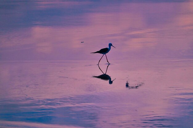 Photo silhouettes d'oiseaux sur un lac