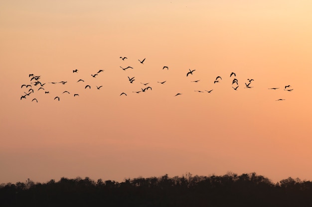 Silhouettes d'oiseaux volant avec ciel coucher de soleil rentrer à la maison