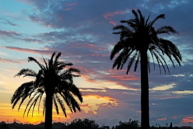 Silhouettes de palmiers au coucher du soleil