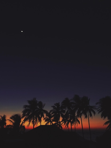 Silhouettes de palmiers contre le ciel la nuit