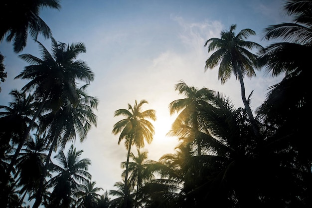 Silhouettes de palmiers contre le ciel pendant un coucher de soleil tropical