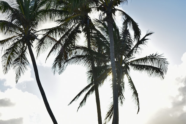 Silhouettes de palmiers sur fond de coucher de soleil