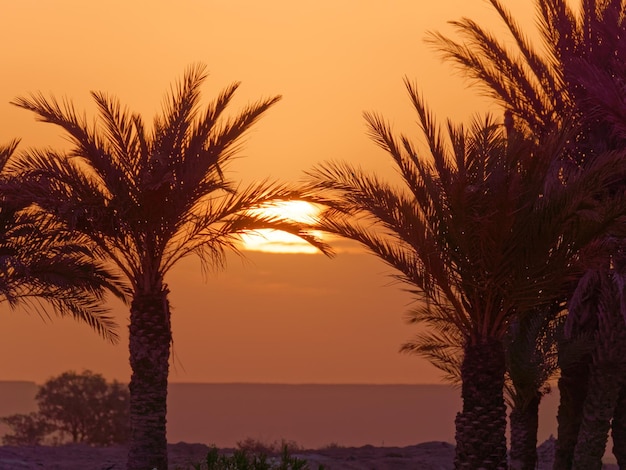 Silhouettes de palmiers sur la plage contre le ciel au coucher du soleil