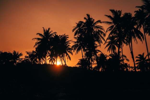 Silhouettes de palmiers