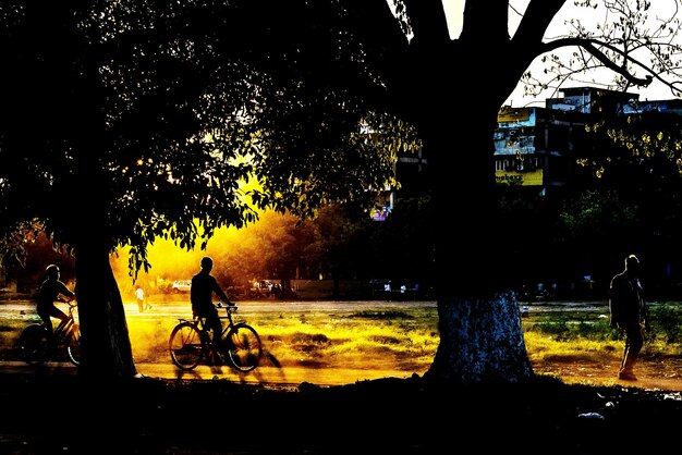 Des silhouettes de personnes à vélo près des arbres contre le ciel au coucher du soleil