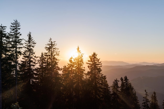 Silhouettes de sapins dans la vallée montagneuse des Rhodopes sur fond de ciel coucher de soleil