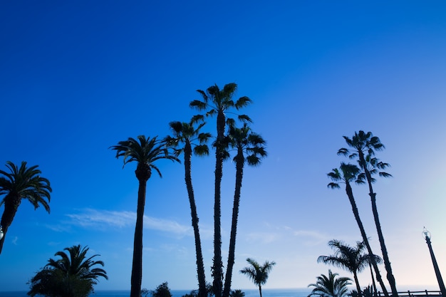 Silohuette haute palmiers de Californie sur ciel bleu