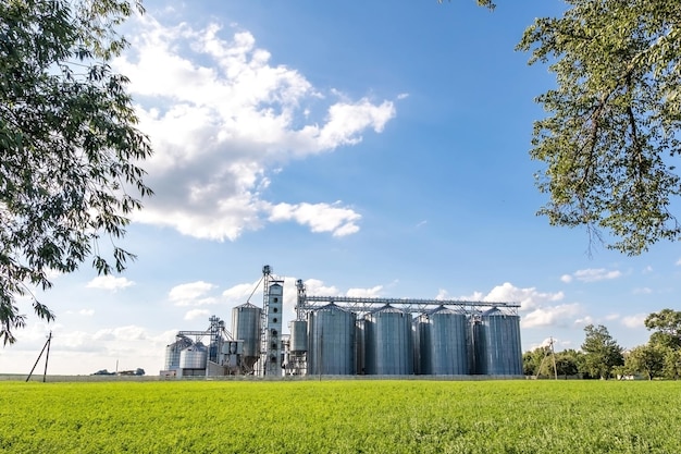 Silos d'argent sur l'agro-industrie et l'usine de fabrication pour le traitement, le séchage, le nettoyage et le stockage des céréales et des grains de farine de produits agricoles Élévateur à greniers