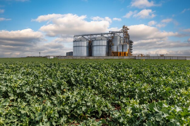 Photo silos sur le complexe agro-industriel avec ligne de nettoyage et de séchage des graines pour le stockage des grains