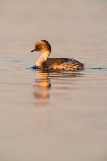 Silvery Grebe dans Pampas lagoo environnement Patagonie Argentine