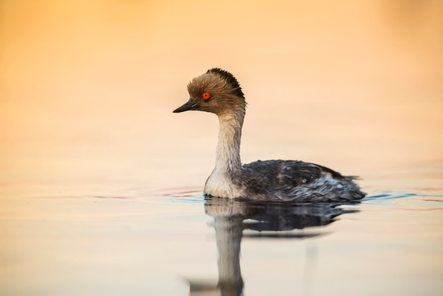 Silvery Grebe dans Pampas lagoo environnement Patagonie Argentine