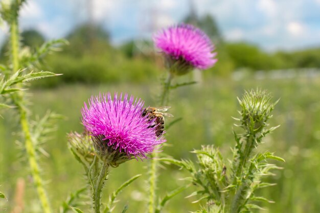 Silybum marianum fleur lilas de plantes médicinales tachetées de chardon