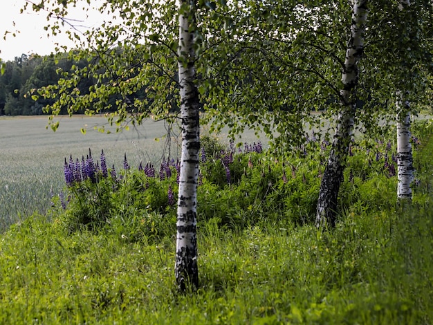 Un simple paysage d'été rural