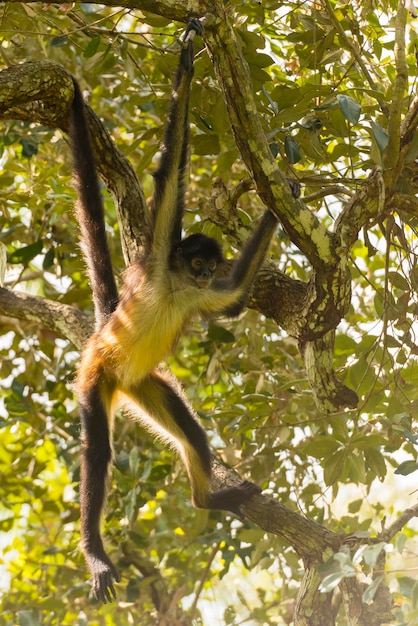 Photo un singe accroché à un arbre dans la forêt.