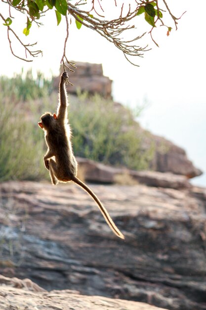 Photo un singe accroché à une branche.