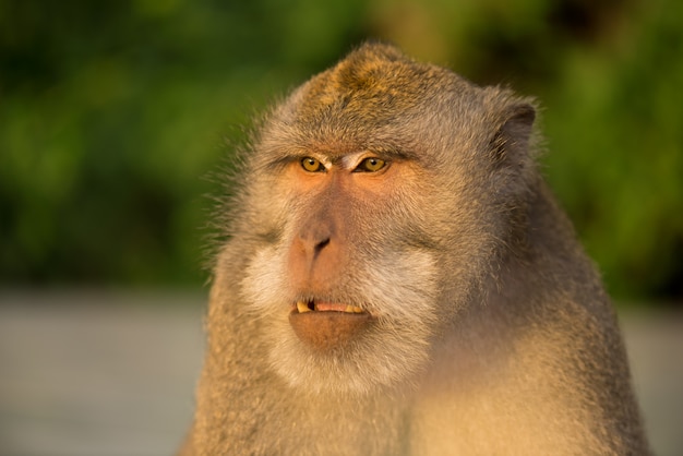 Singe adulte assis sur l'arbre dans la forêt