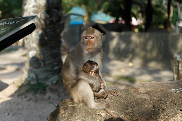 Singe adulte s&#39;assied et manger de la nourriture avec bébé singe dans le parc.