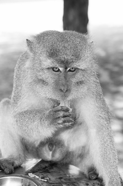 Photo singe animal manger de la nourriture primate s'asseoir en plein air animal mignon journée du singe nature sauvage et faune zoo