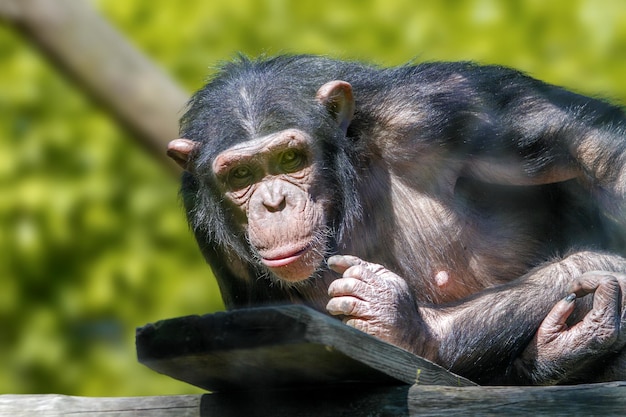 Singe anthropoïde d'un chimpanzé