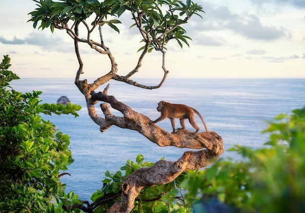 Singe sur l'arbre Animaux à l'état sauvage Paysage pendant le coucher du soleil Plage de Kelingking Nusa Penida Bali Indonésie Image de voyage