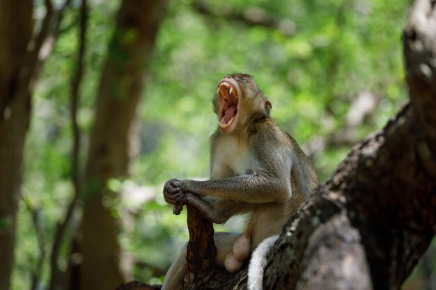 singe sur l&#39;arbre bâillement