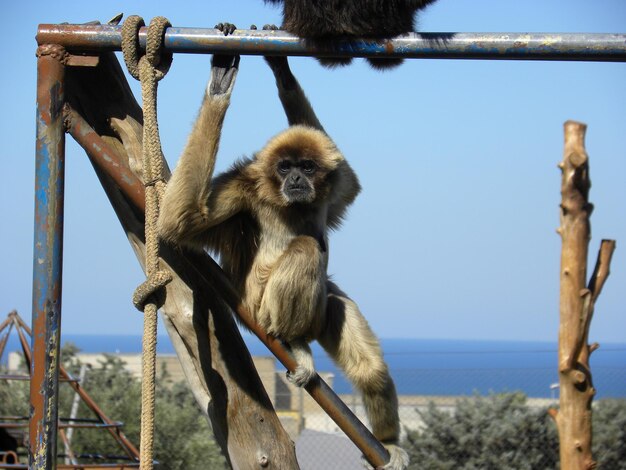 Photo un singe sur un arbre contre le ciel