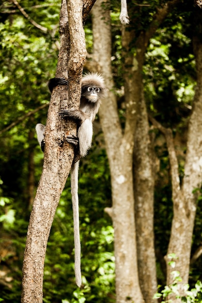 Un singe sur un arbre dans la forêt