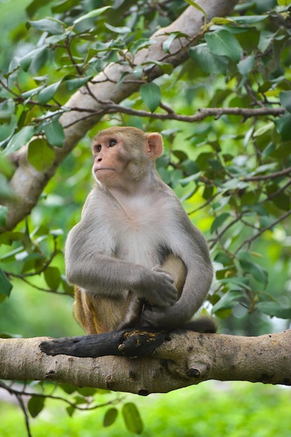 Photo un singe sur un arbre dans le parc.