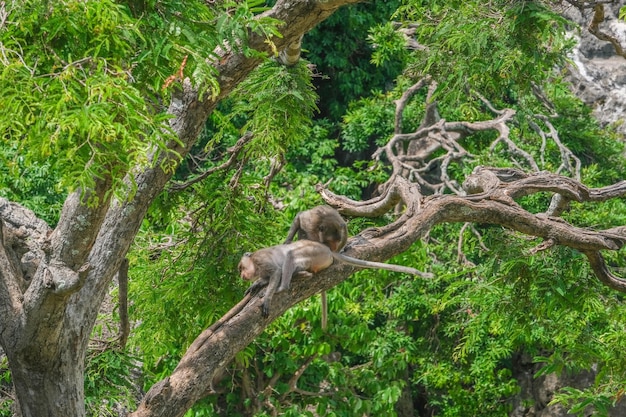 singe sur l&#39;arbre