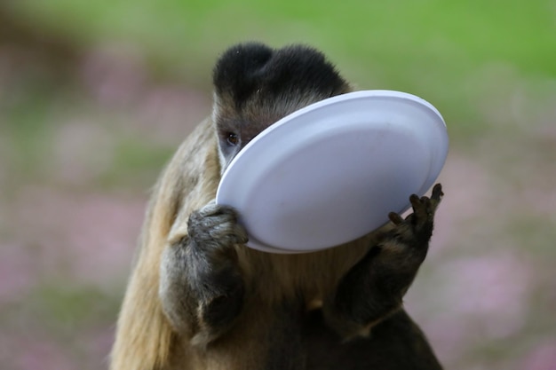 Un singe avec une assiette blanche dans la bouche